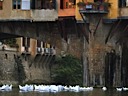 Una regata di barchette di carta sotto il ponte vecchio