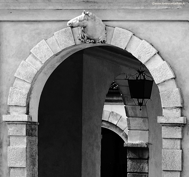cordellinalatoa008