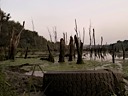 Tevere,Diga di Nazzano